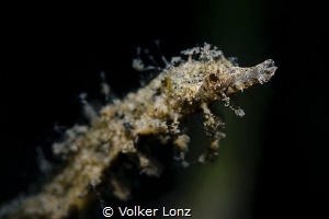 Pygmy Pipehorse by Volker Lonz 